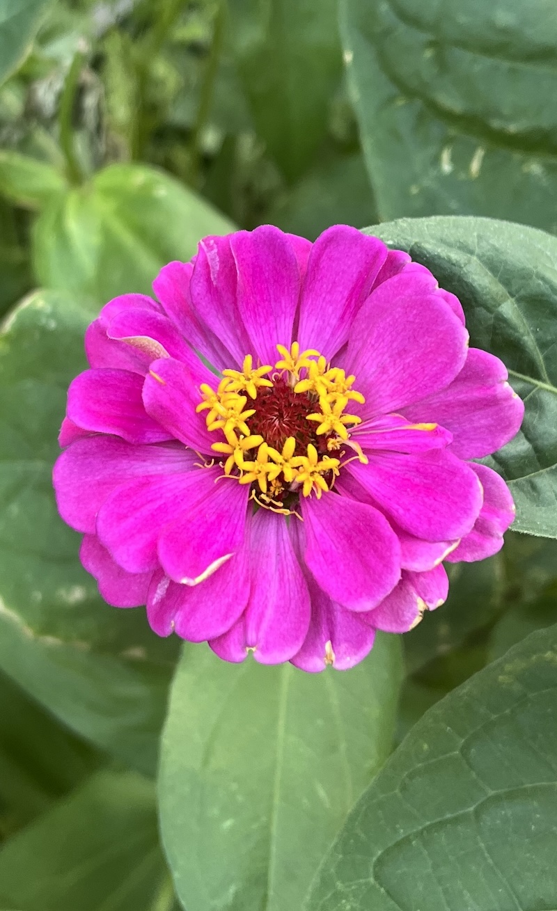 Asteraceae