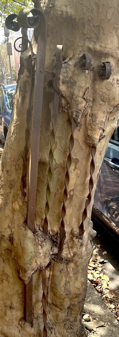 CagedTree
