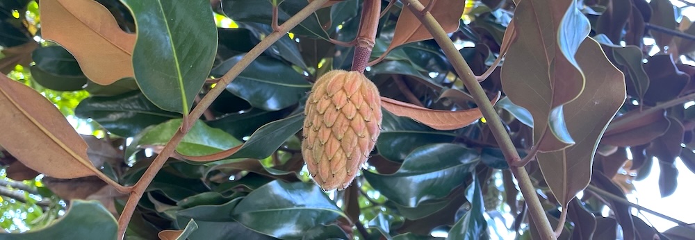 Magnolia1
