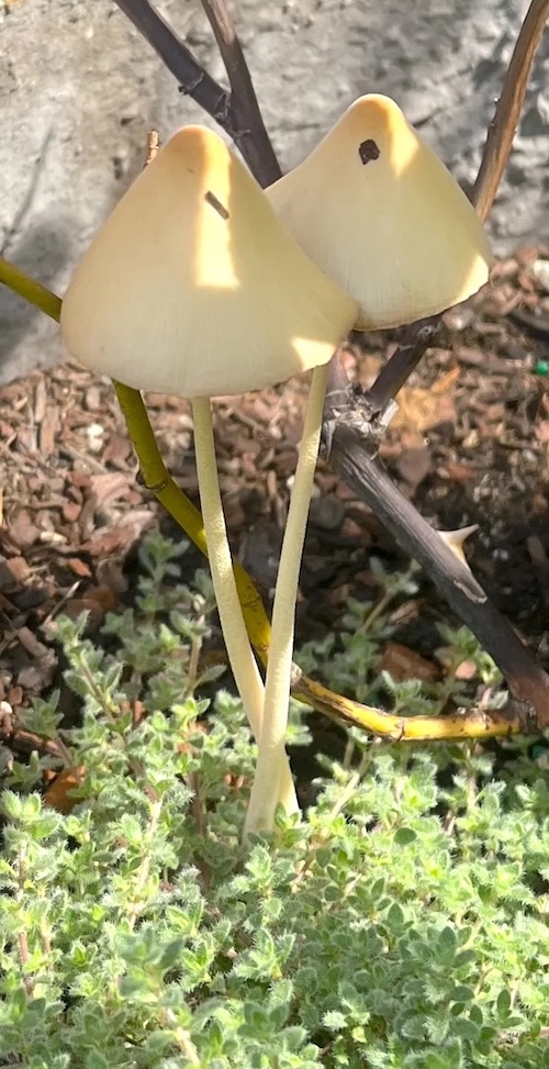 Mushrooms