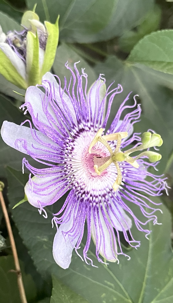 PassionFruit