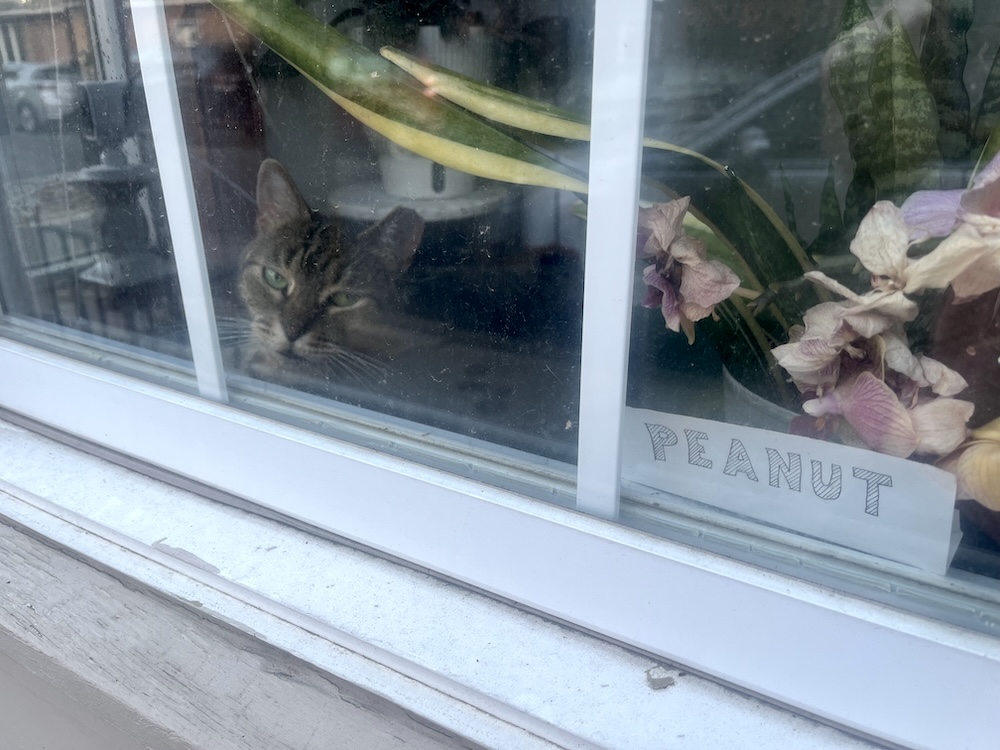 Peanut