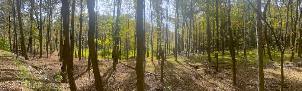 ThroughTheTrees