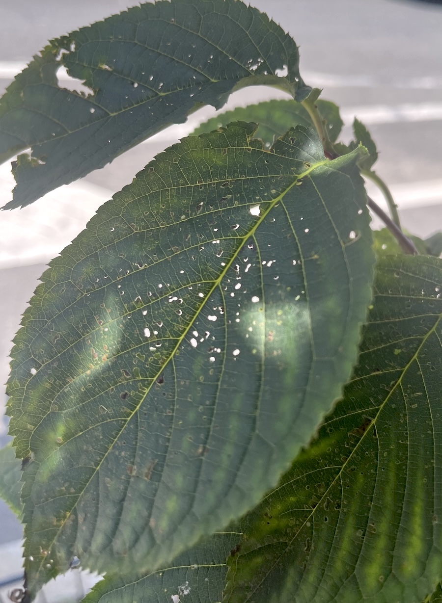 TinyBugs