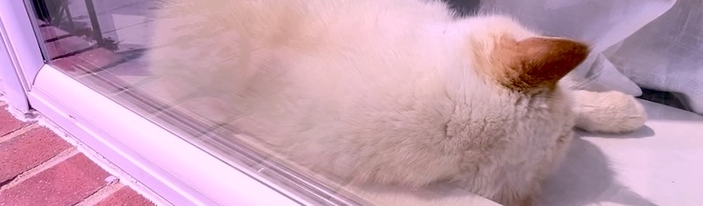 CatLetter4
