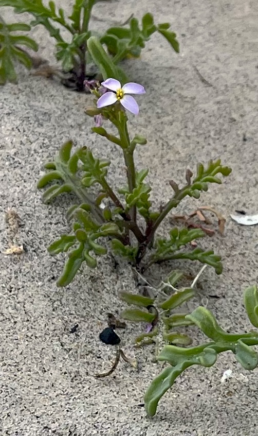 Flowers in the sand