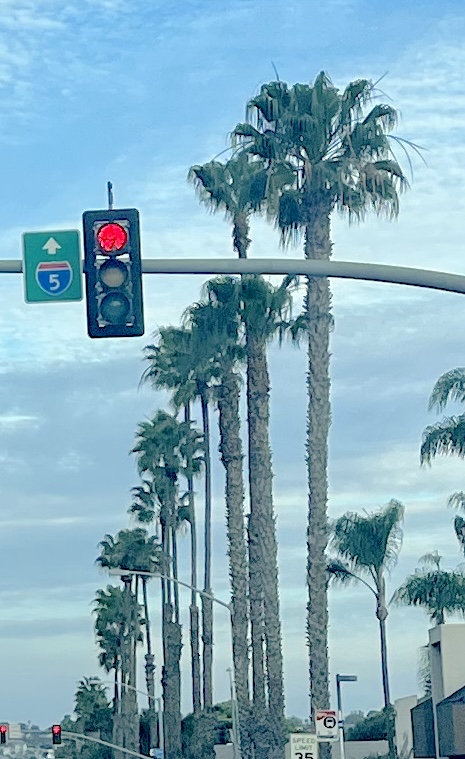 Palms lined up